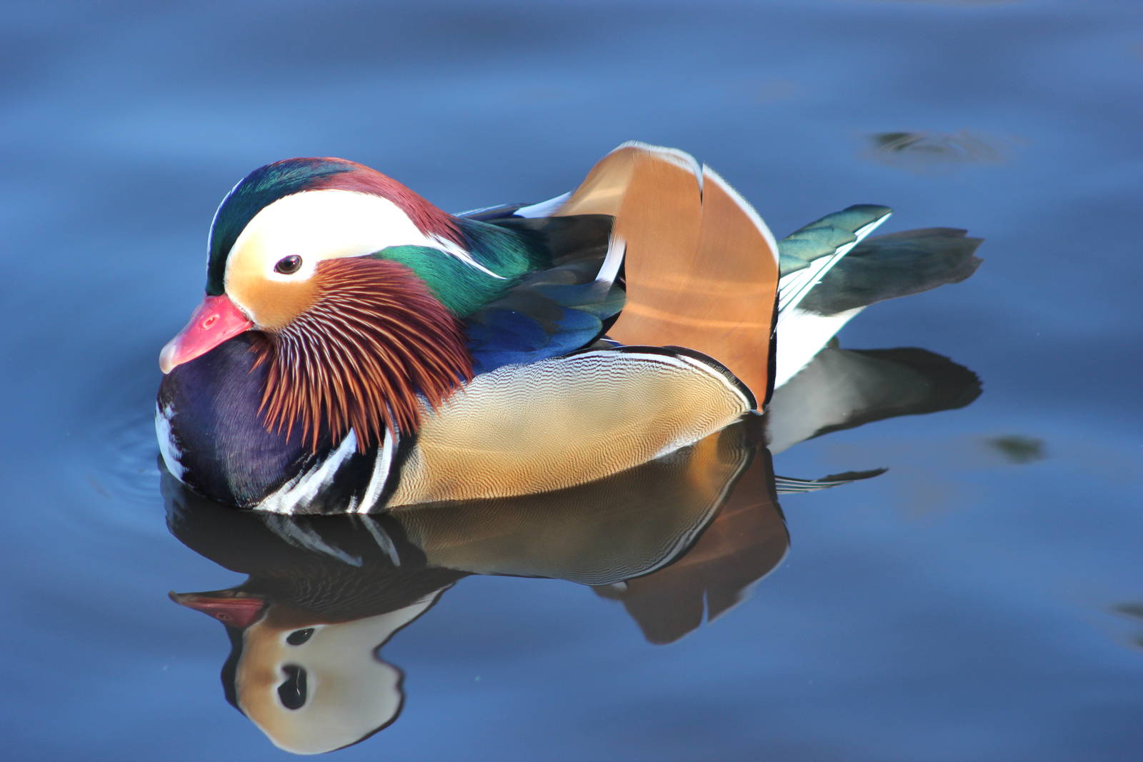 Captive Mandarin duck