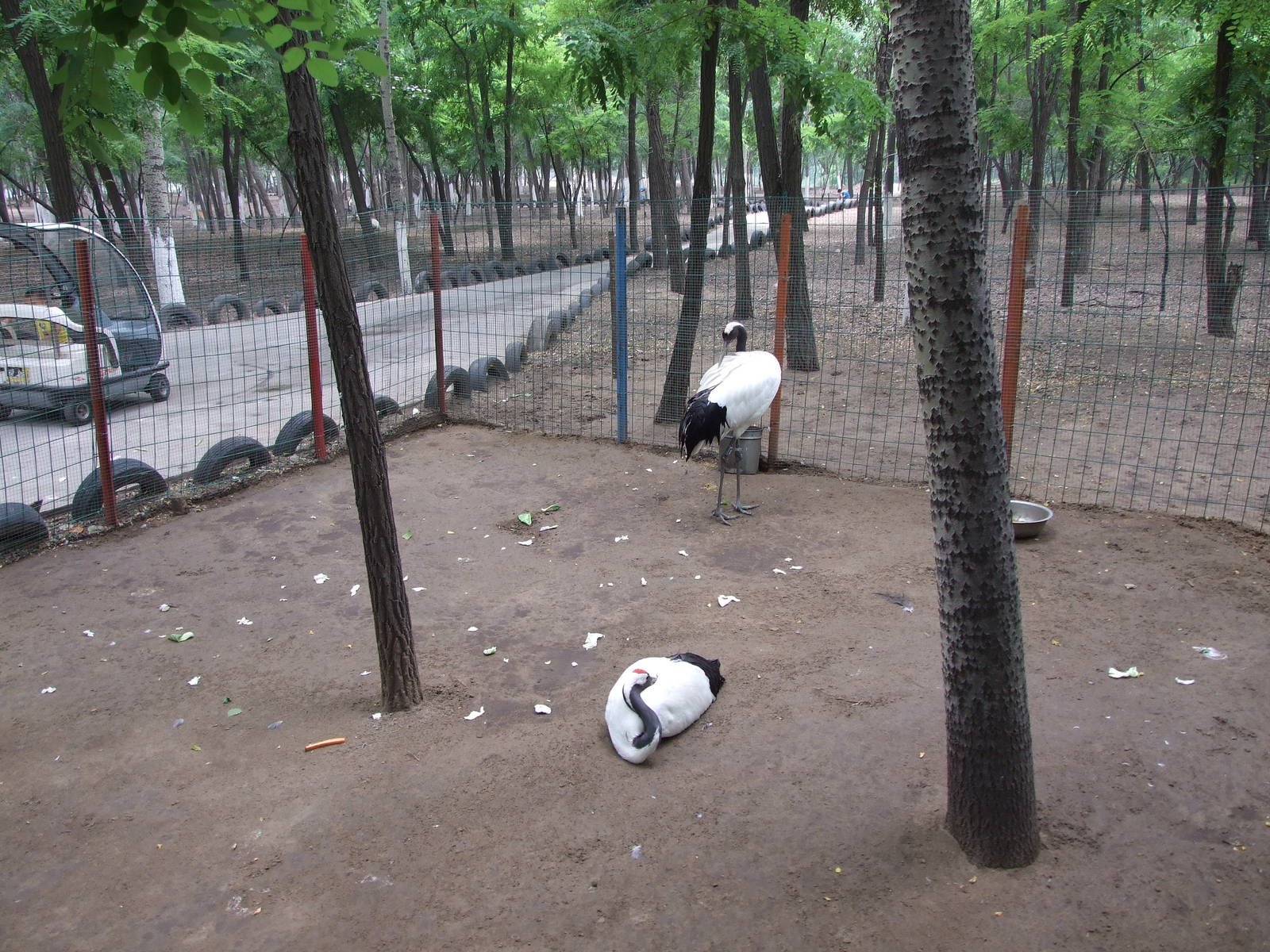 Captive red-crowned cranes in the self-driving zone