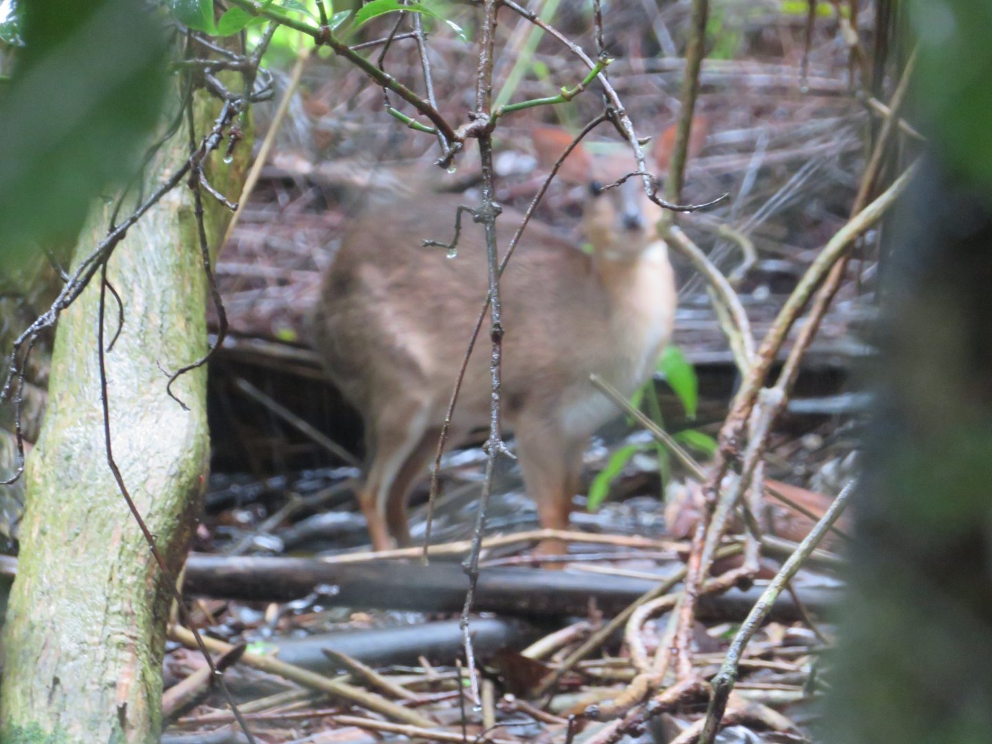 Captive Small Antelope (Zanzibar)