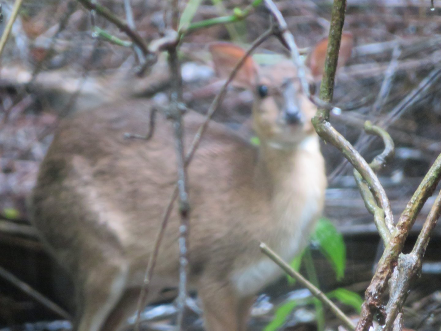 Captive Small Antelope (Zanzibar)