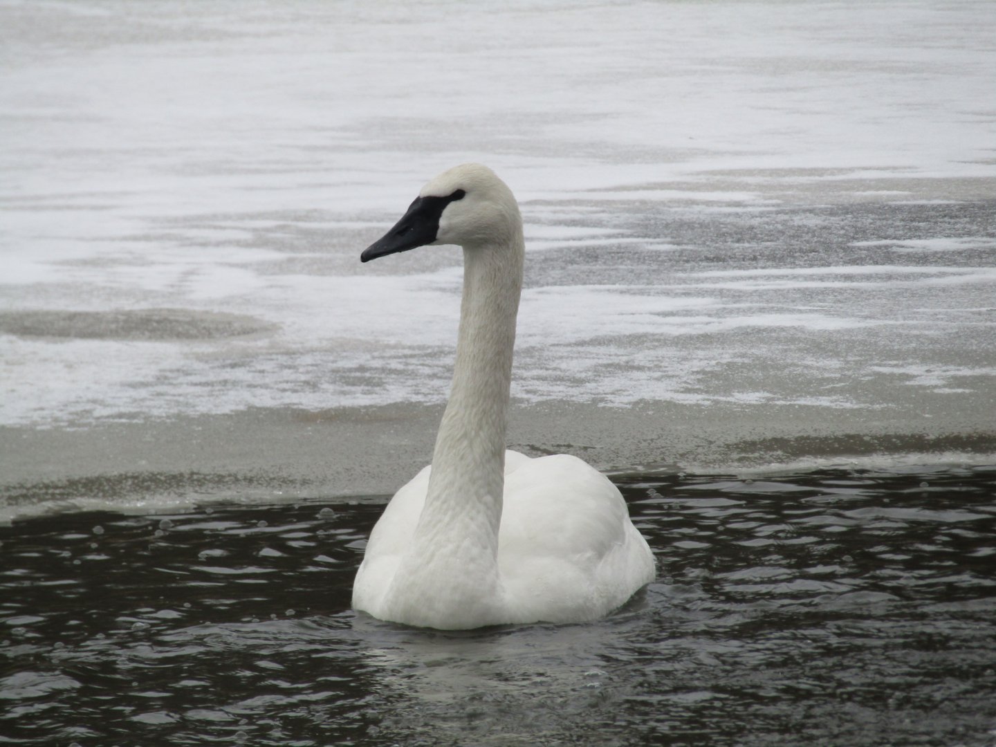 Captive Trumpeter Swan