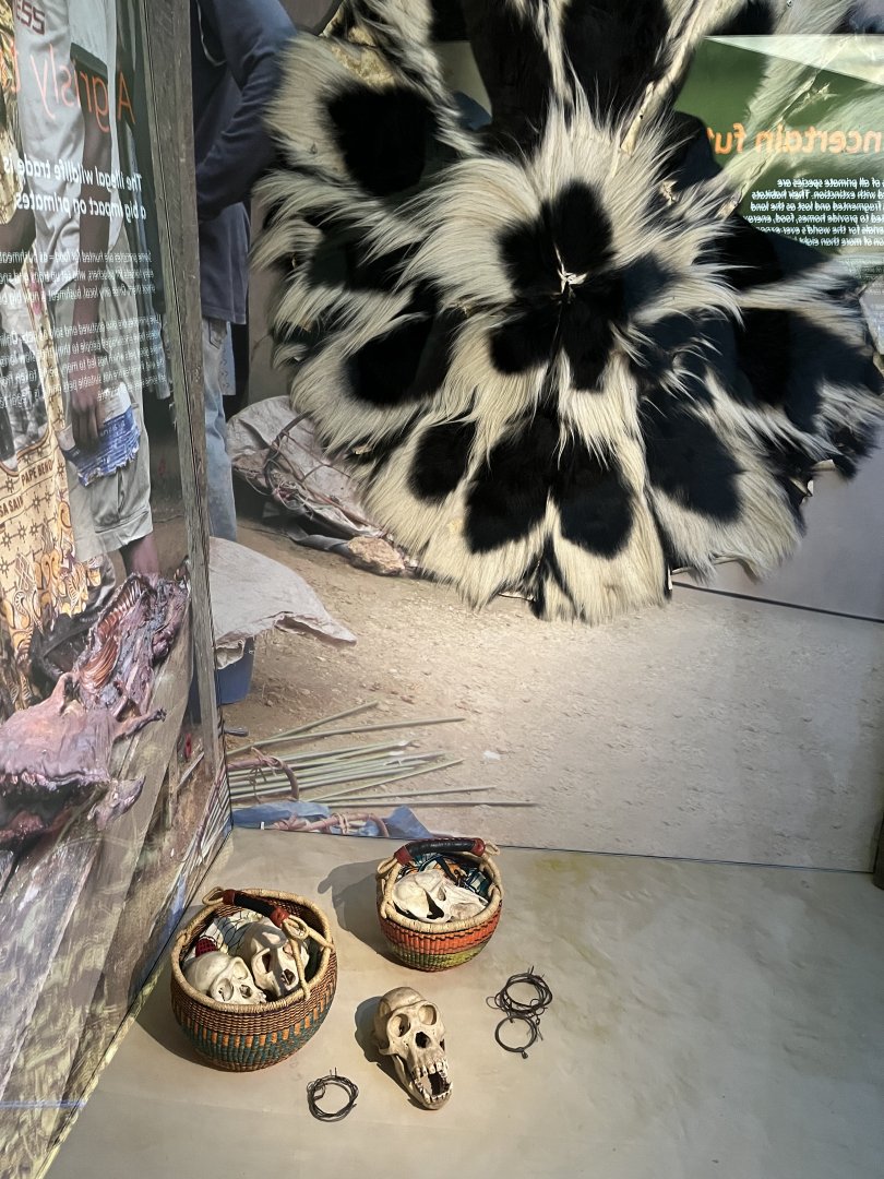 Captured items from bushmeat trade and wildlife trade on display 1.8.25