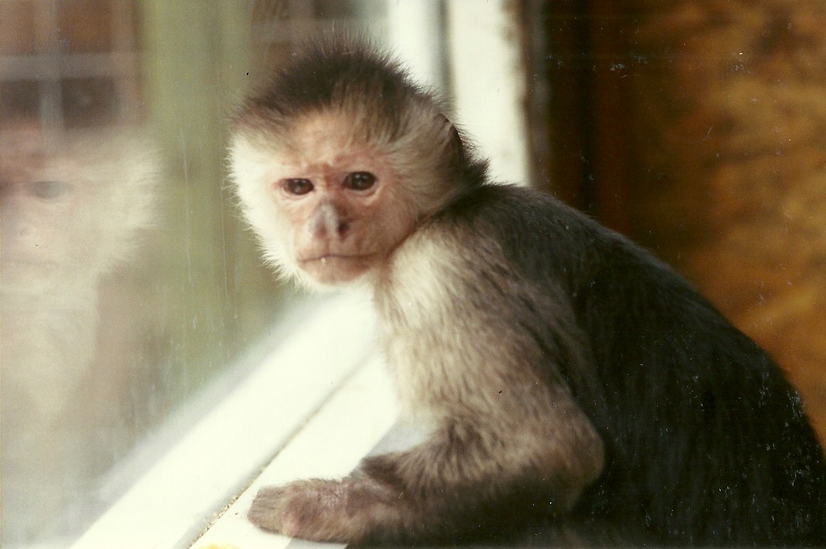 Capuchin 4th March 1995