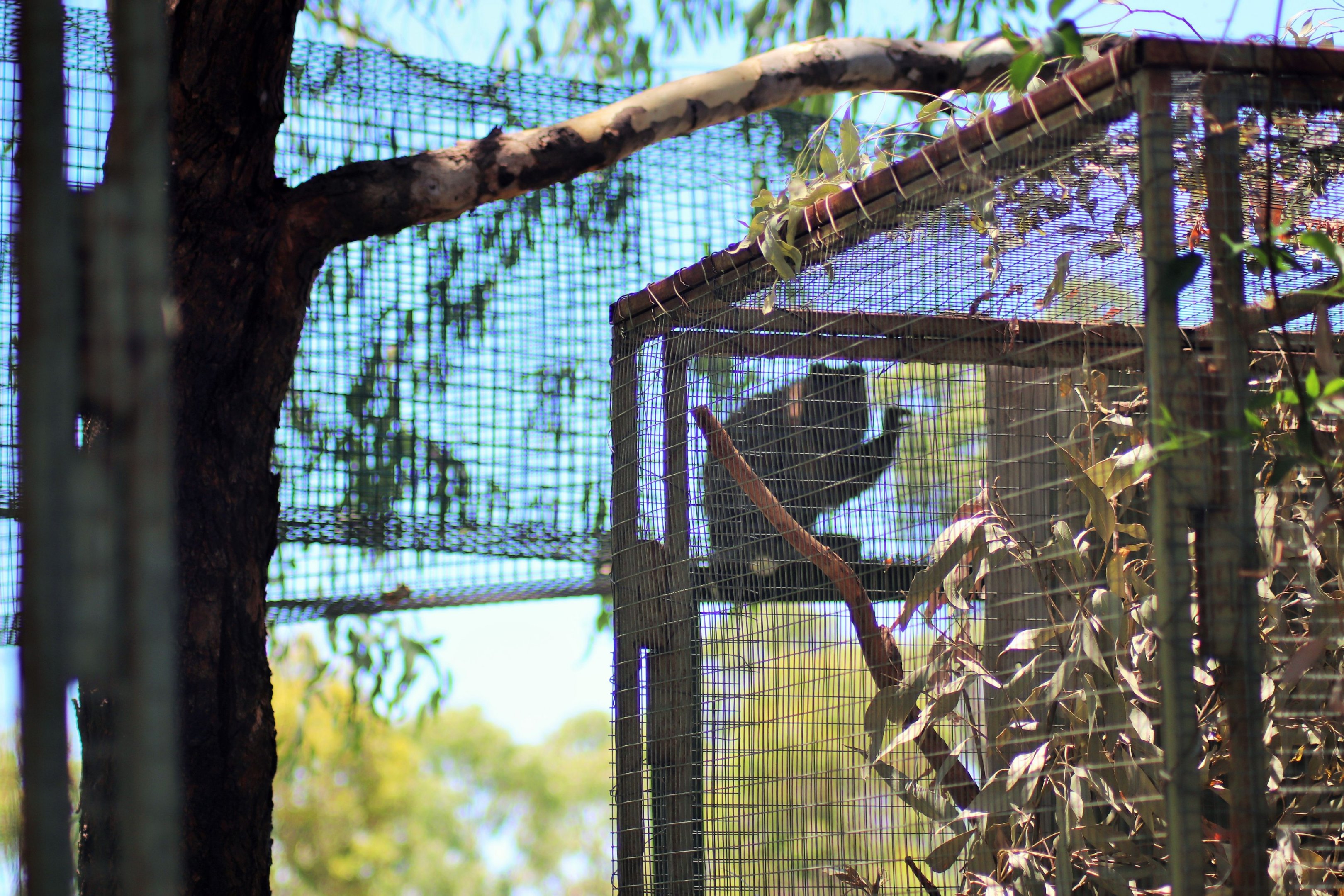 Capuchin Aerial Alley