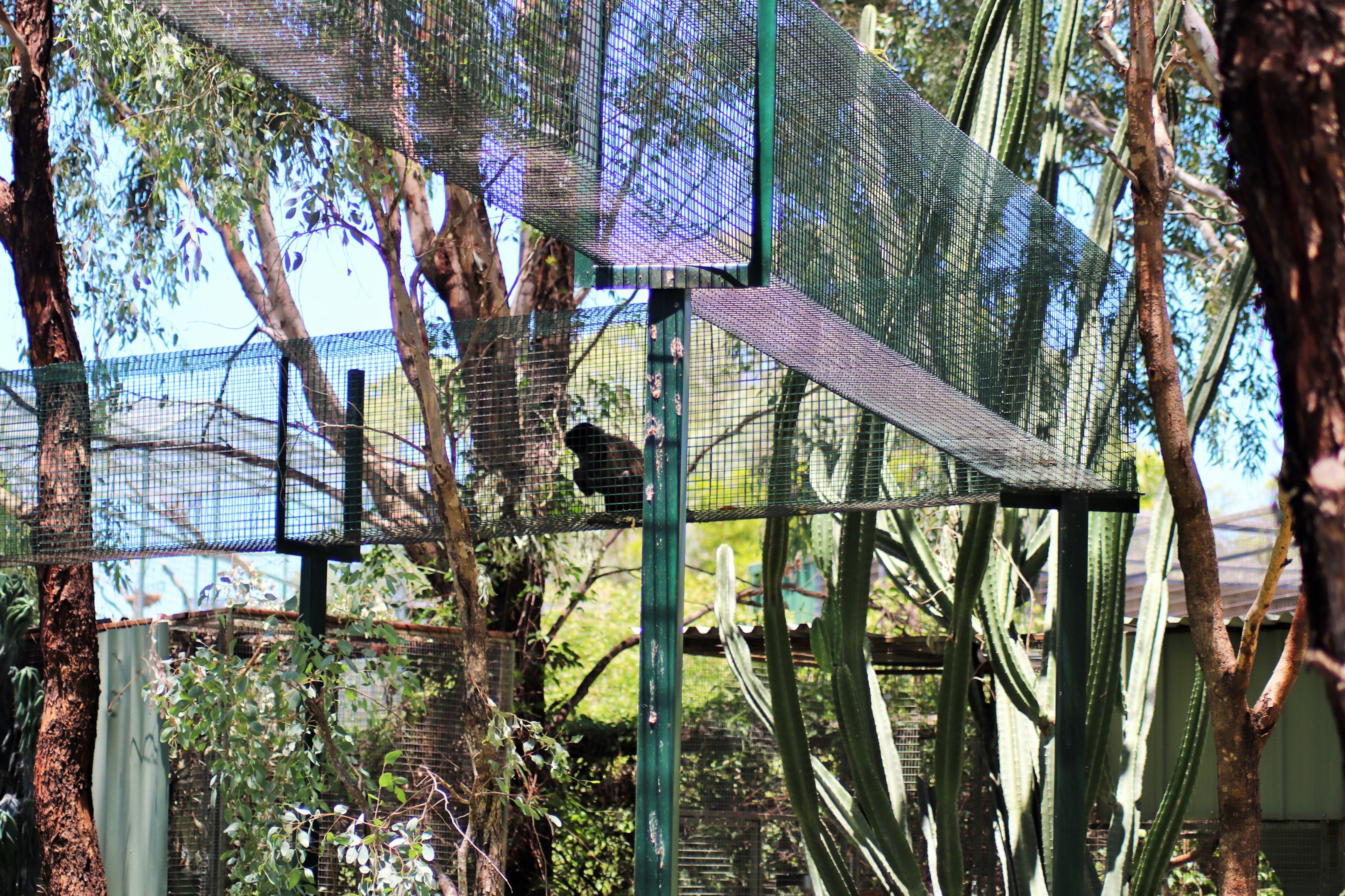 Capuchin Aerial Alley