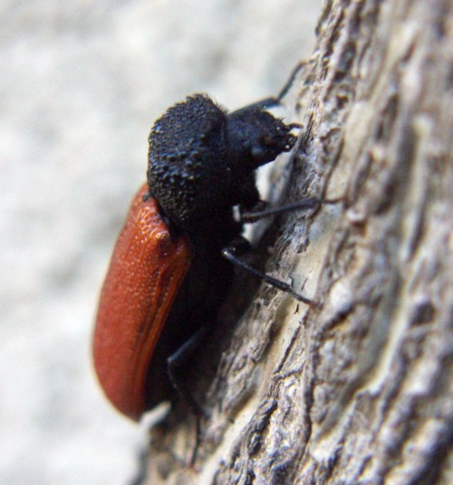 Capuchin Beetle (Bostrichus capucinus)