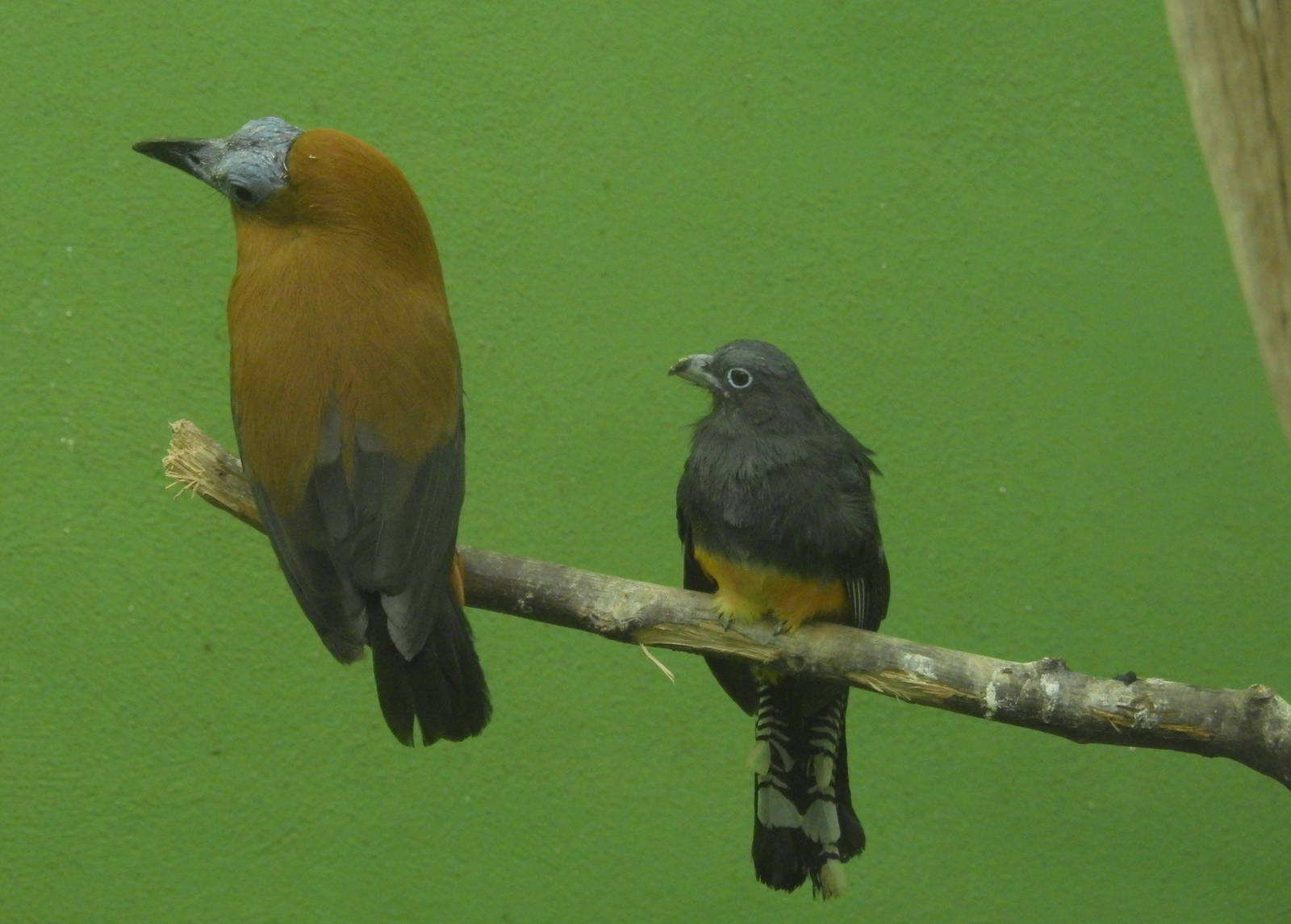 Capuchin Bird and Green Backed Trogon