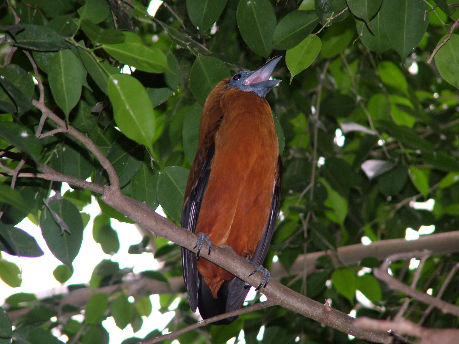 Capuchin Bird at NOP, Veldhoven 16/05/09