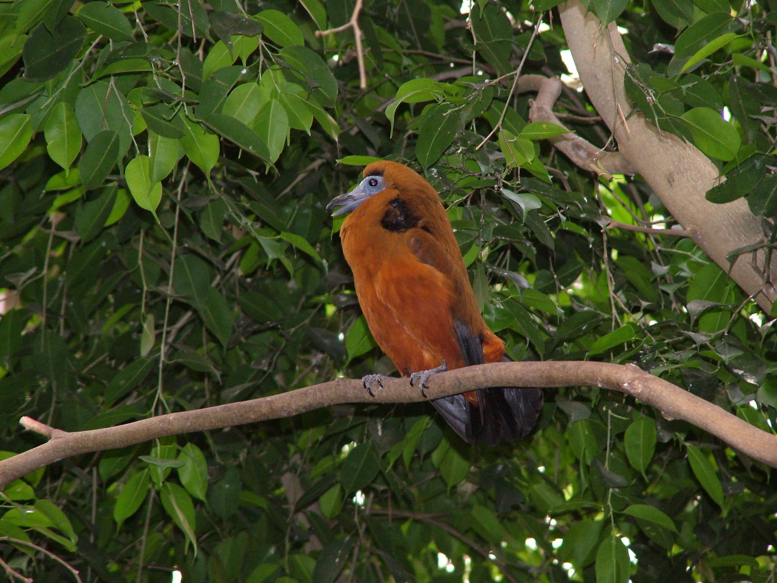 Capuchin Bird at NOP, Veldhoven 16/05/09