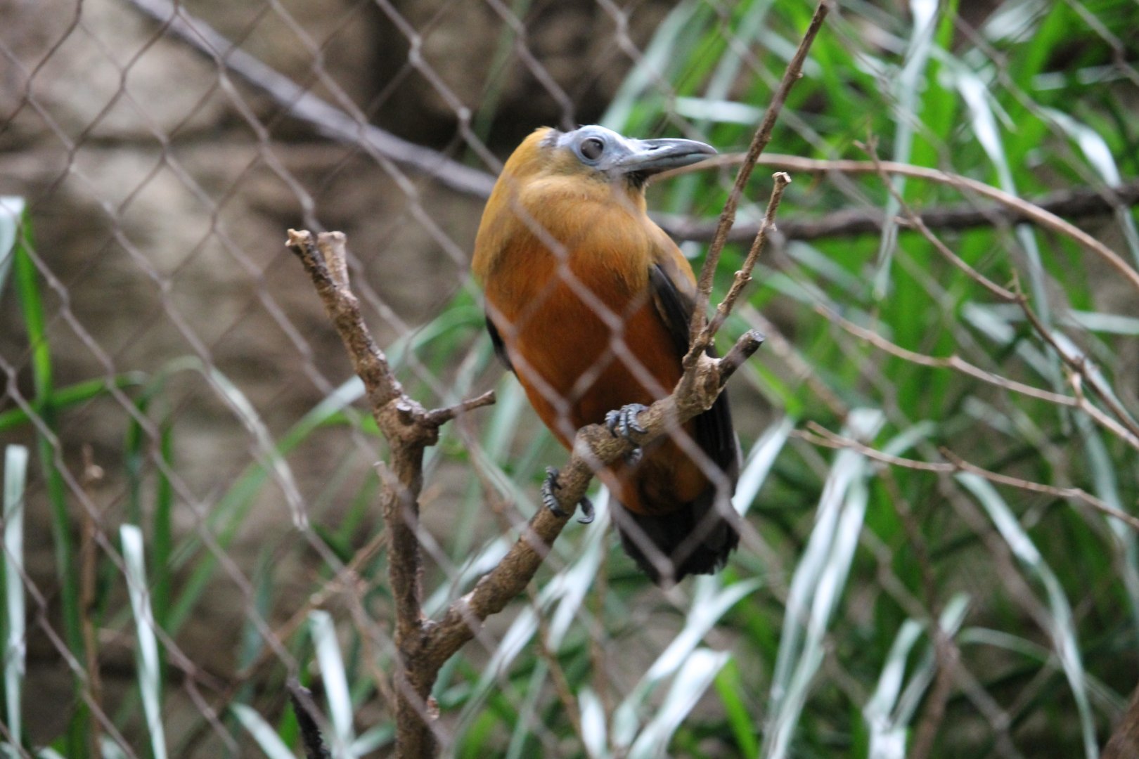 Capuchin bird (Perissocephalus tricolor)