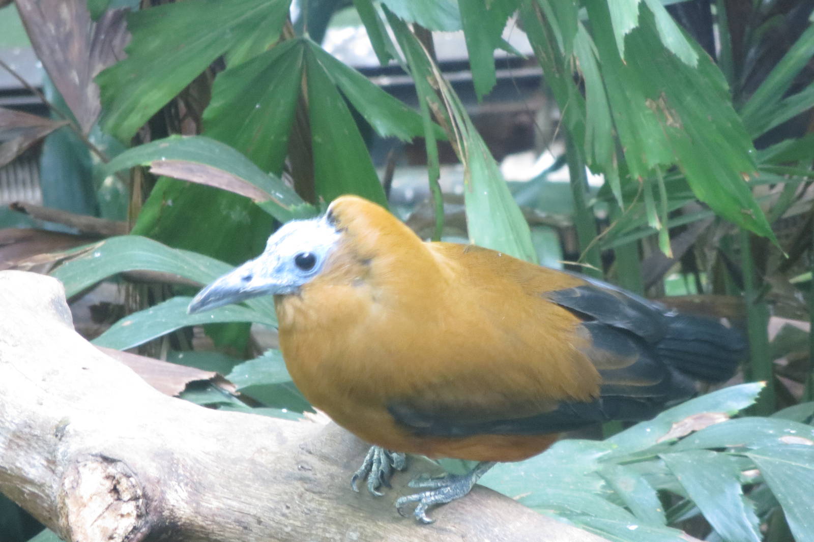 Capuchin Bird - World of Birds 031215