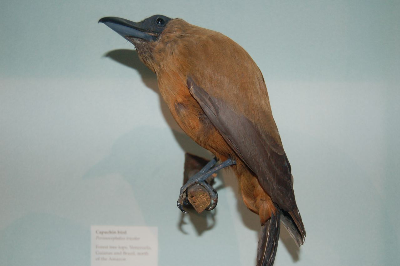 Capuchin bird