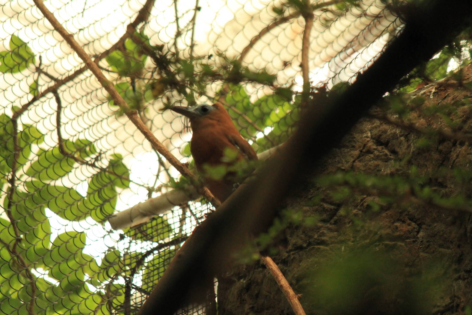 Capuchin Bird