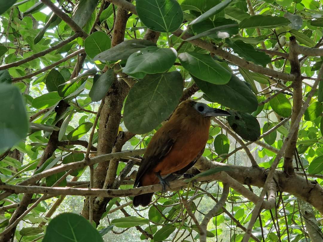Capuchin Bird