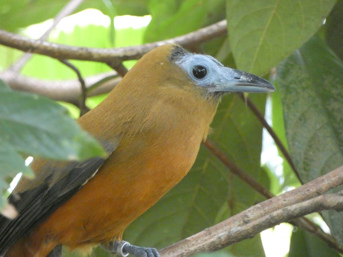Capuchin bird