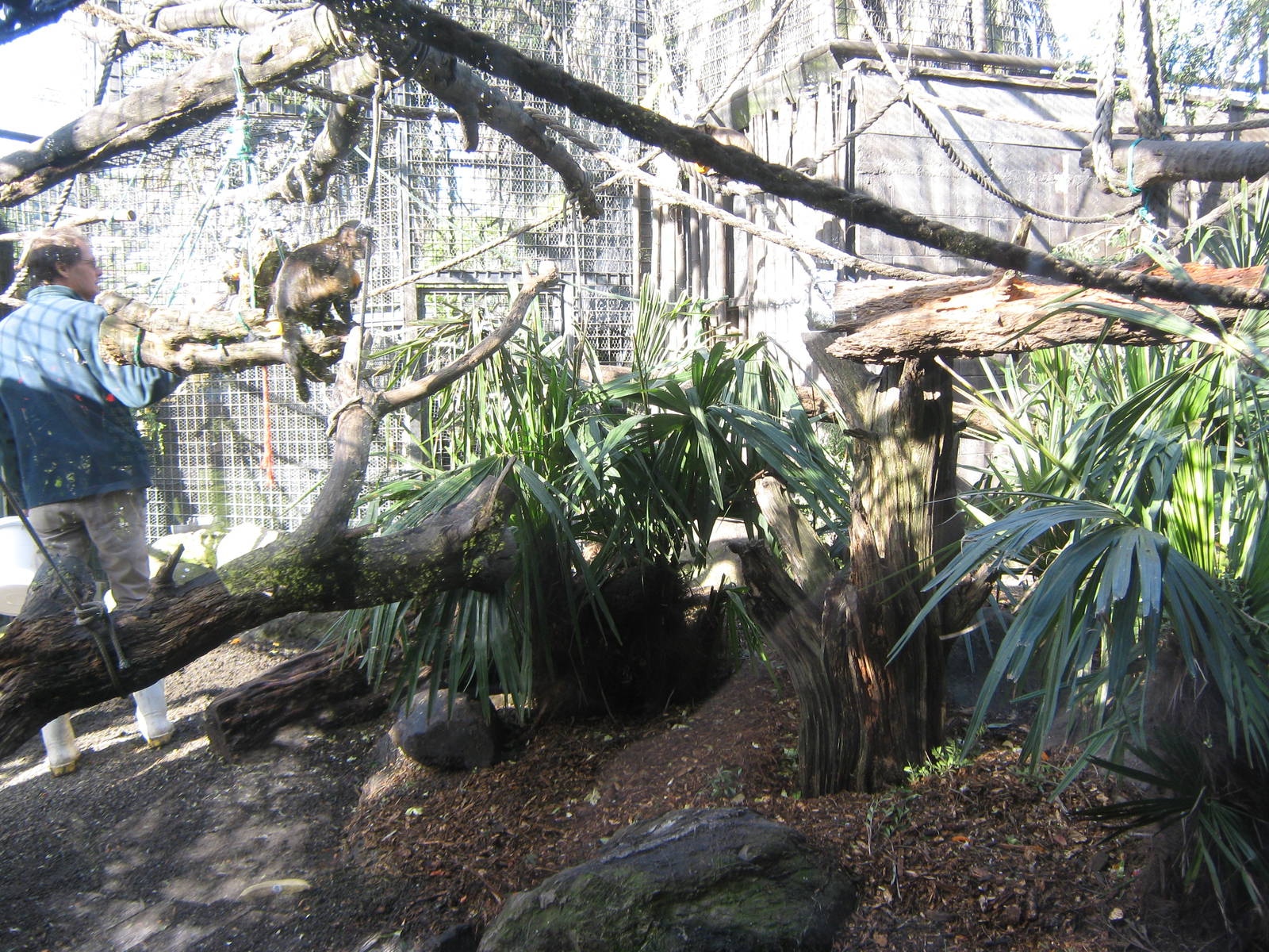 capuchin cage interior