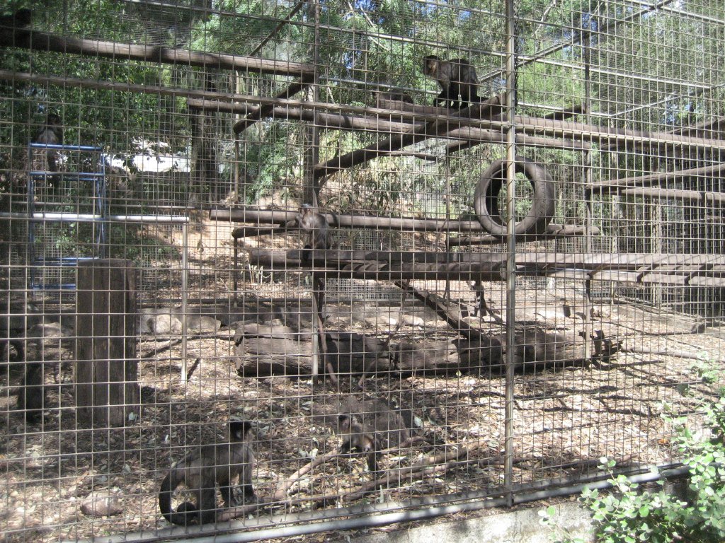 Capuchin cage