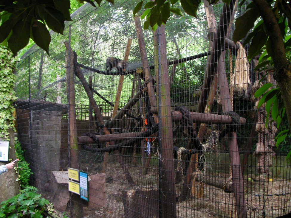 Capuchin cage
