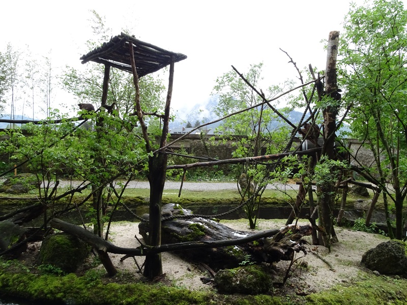 Capuchin + capybara enclosure