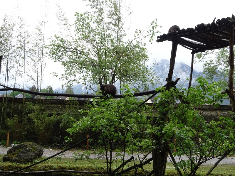 Capuchin + capybara enclosure