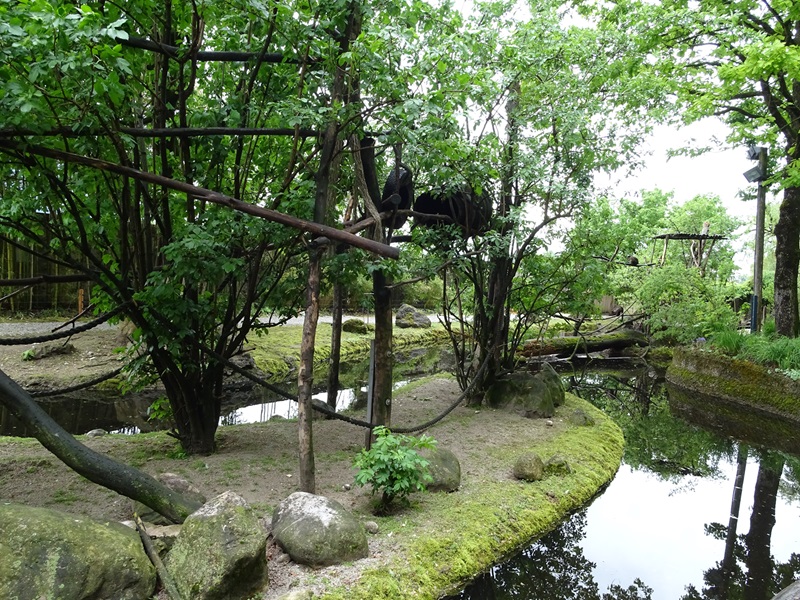 Capuchin + capybara enclosure