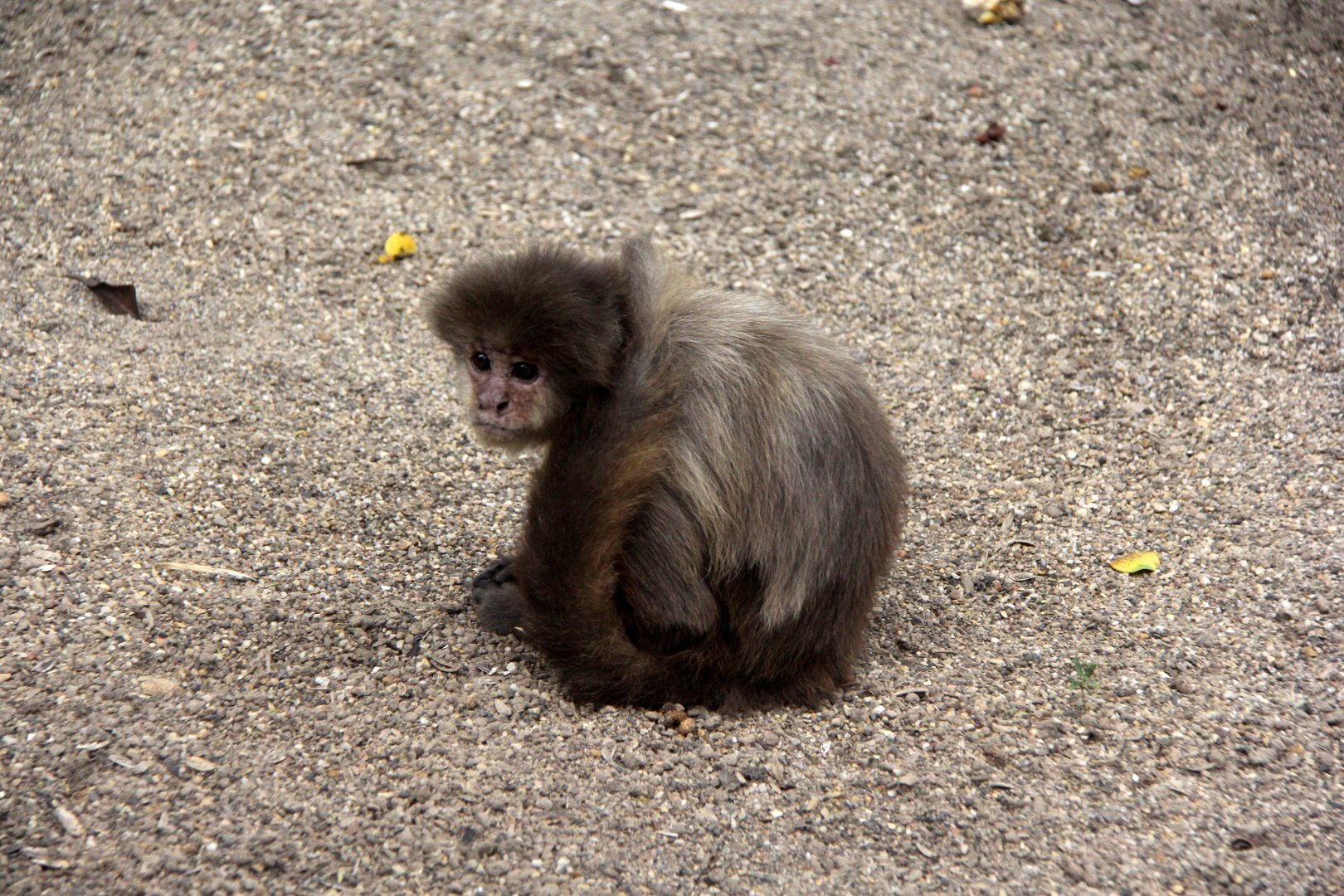 Capuchin (Cebus sp.)