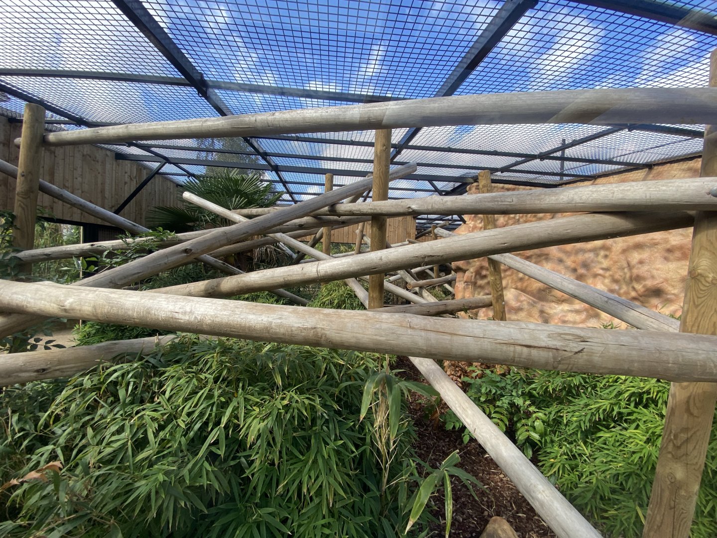 Capuchin Climb - Yellow-breasted capuchin exhibit 110925