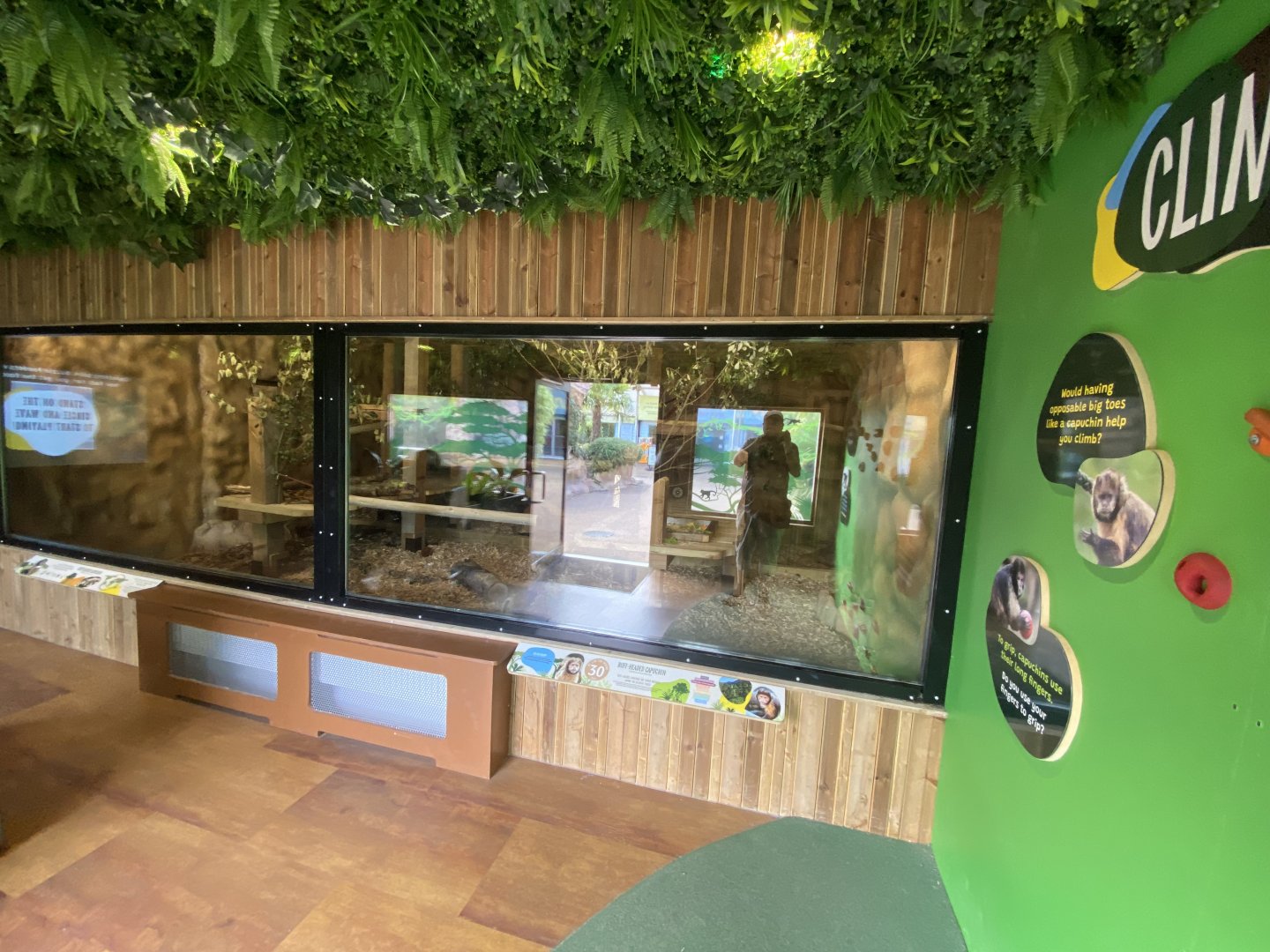 Capuchin Climb - Yellow-breasted capuchin exhibit 110925