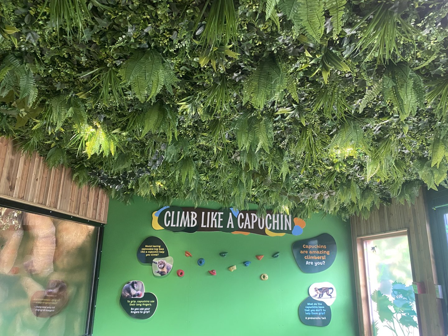 Capuchin Climb - Yellow-breasted capuchin exhibit 110925