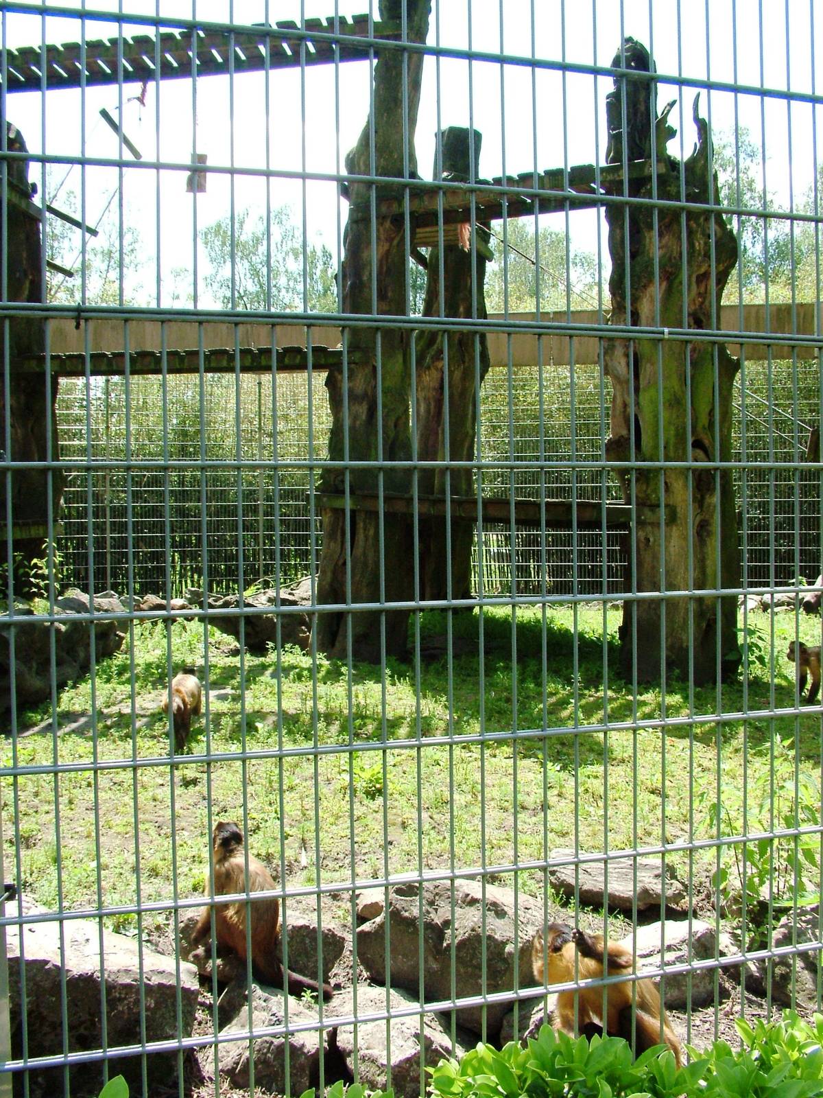 Capuchin/Coati Enclosure at Best, 02/06/12
