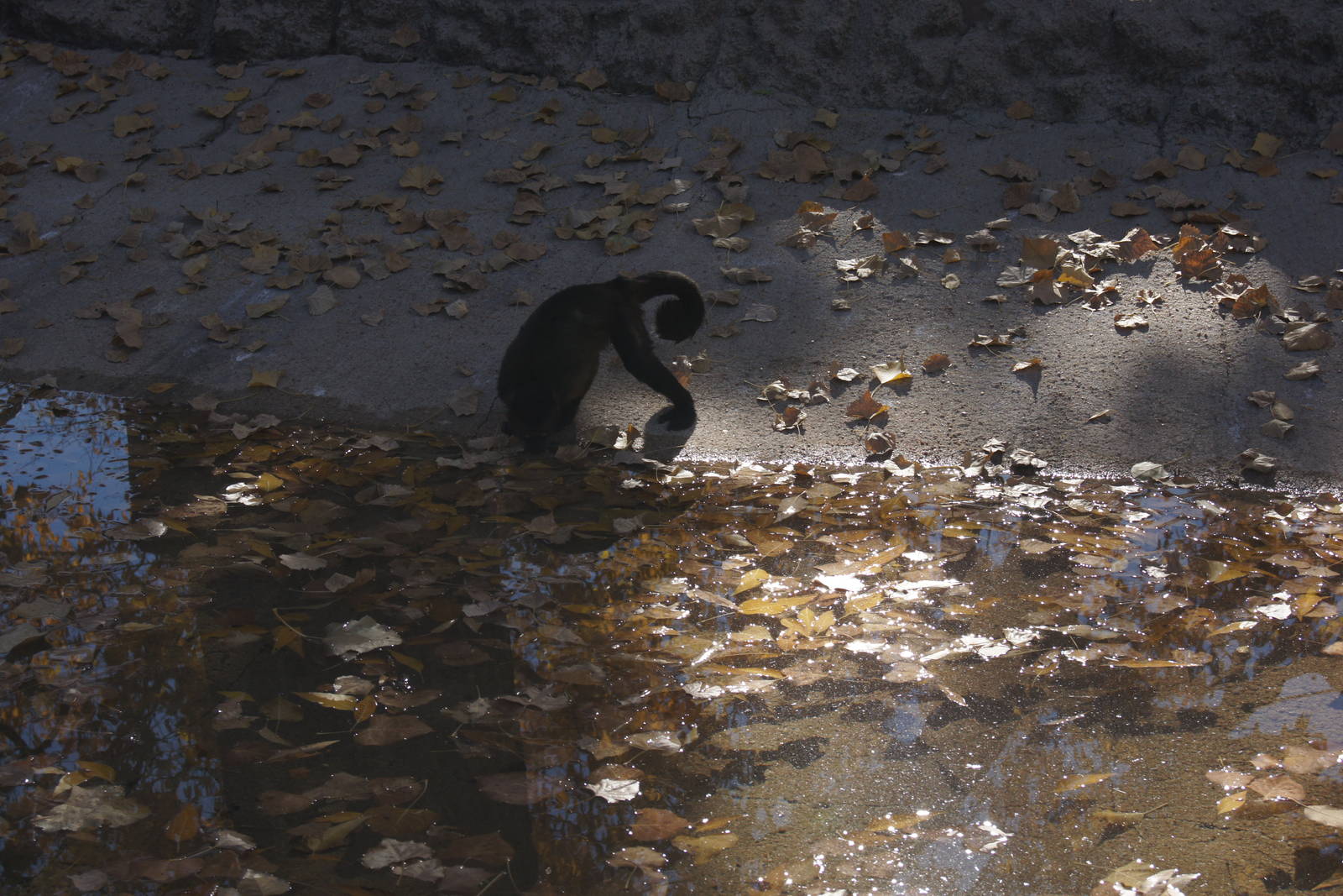 Capuchin Drinking Water From Leaf