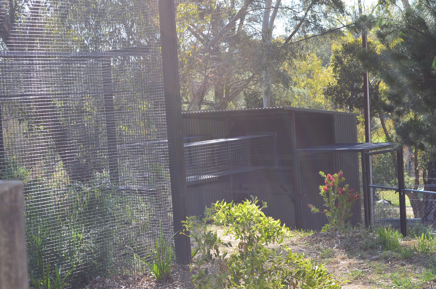 Capuchin Enclosure 03