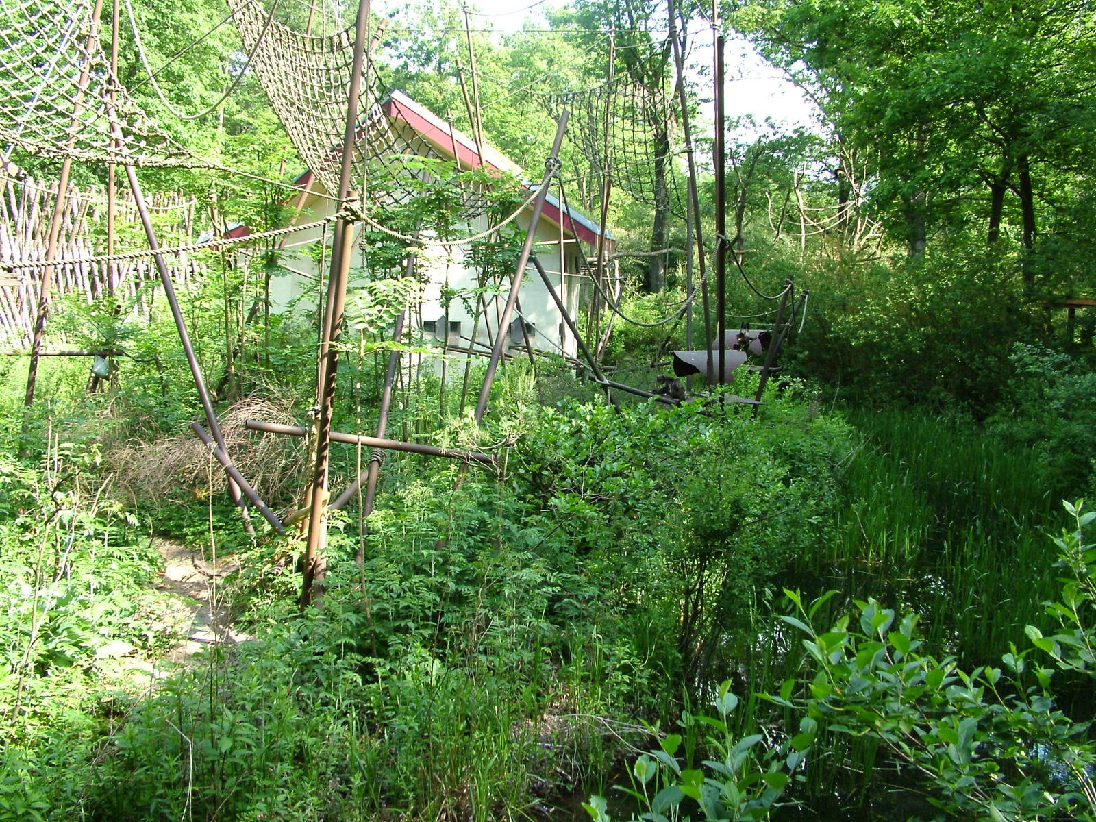 Capuchin Enclosure at Apenheul, 30/05/12