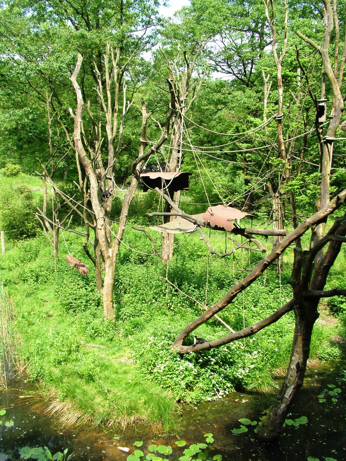 Capuchin Enclosure at Apenheul, 30/05/12