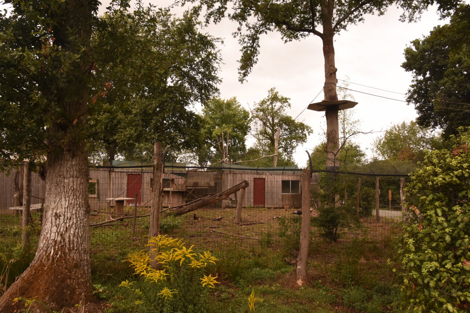 Capuchin enclosure, extended in nearby trees