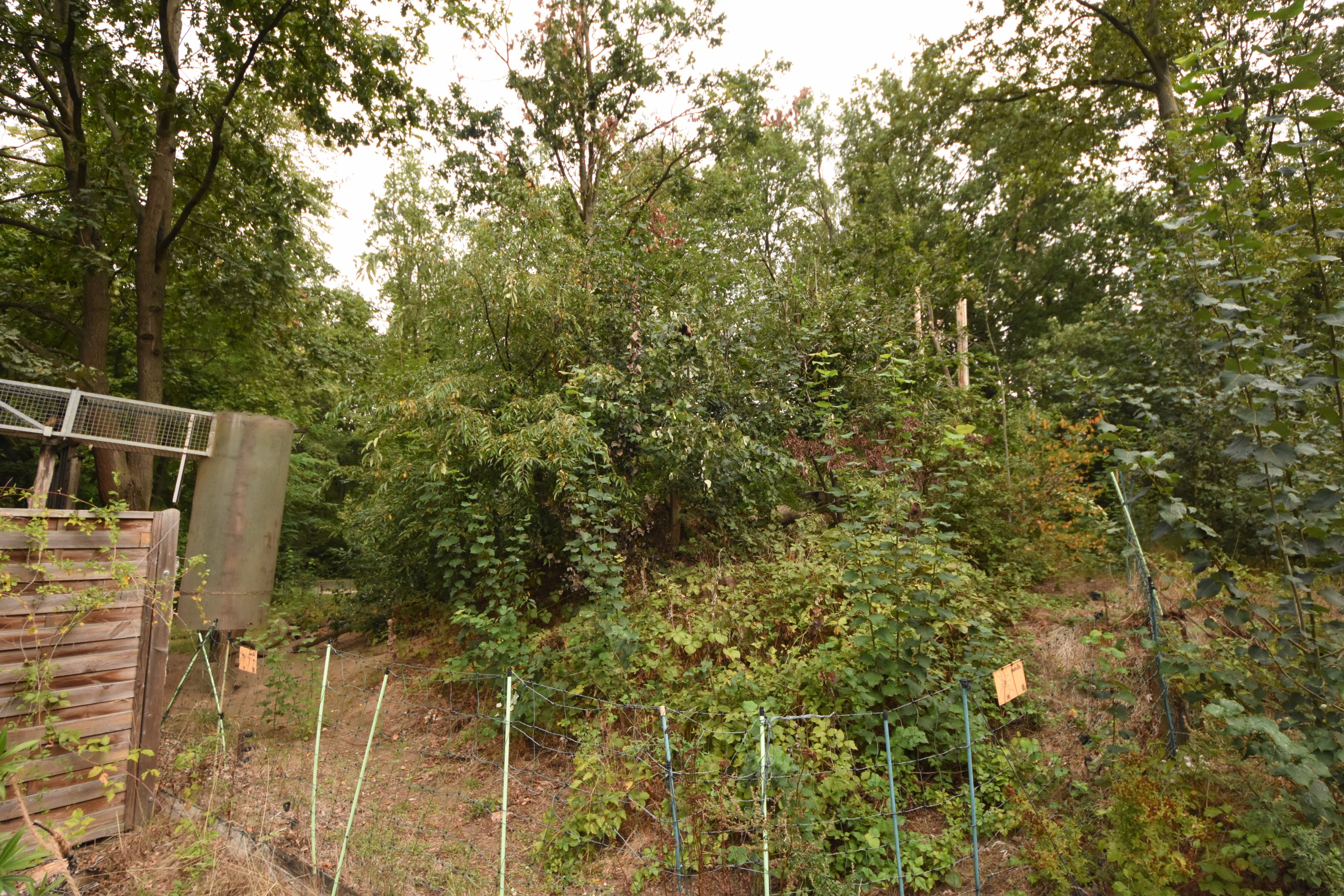 Capuchin enclosure with minimal barriers
