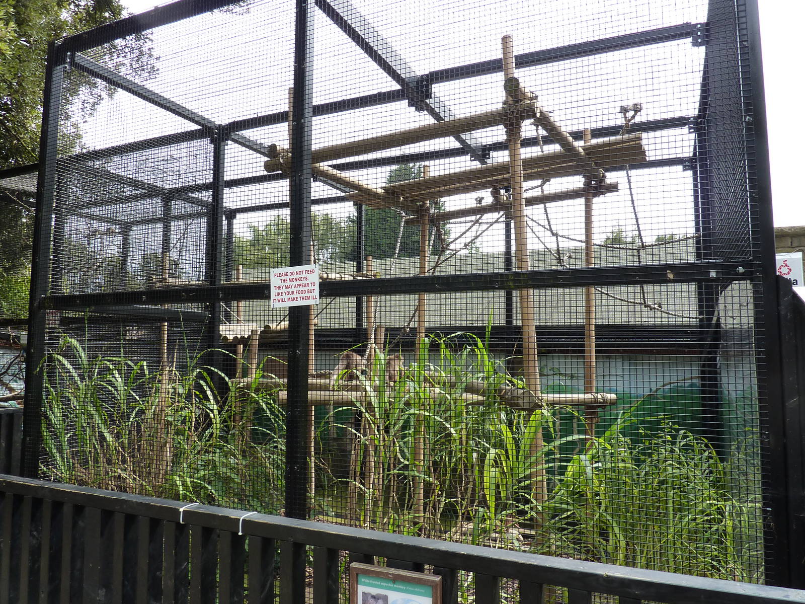 Capuchin enclosure