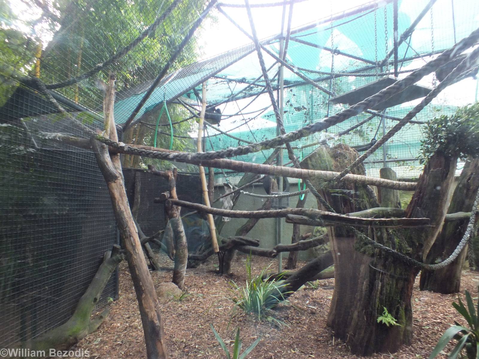 Capuchin Enclosure