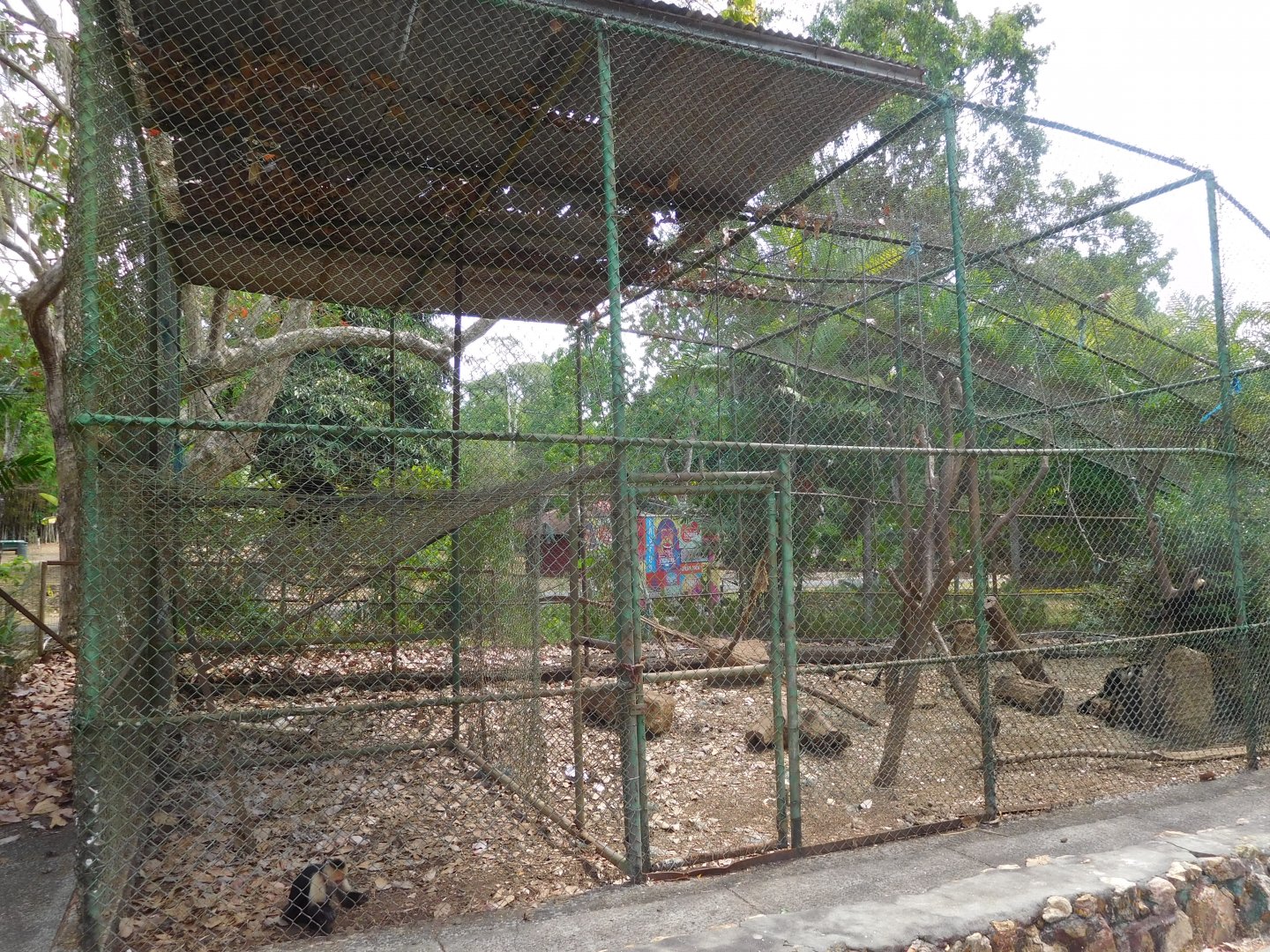 Capuchin enclosure
