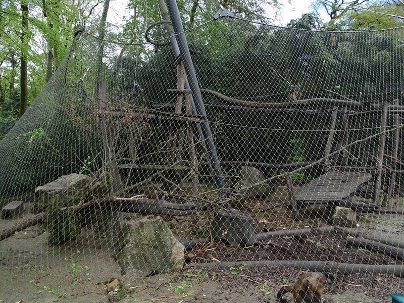 Capuchin enclosure