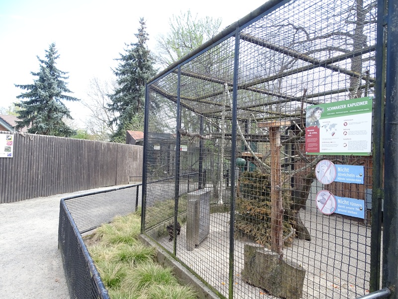 Capuchin enclosure