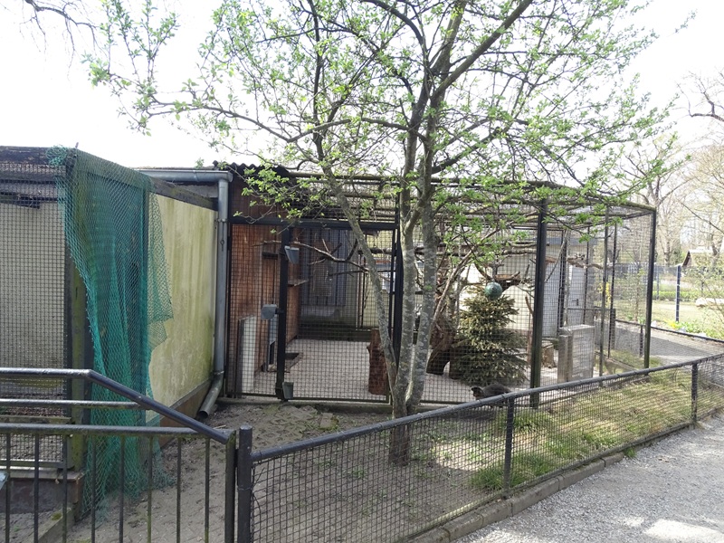 Capuchin enclosure