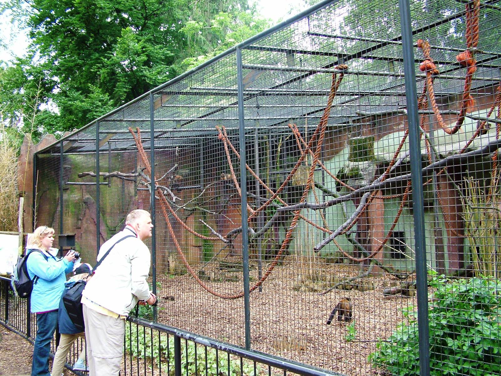 Capuchin Exhibit at Amersfoort, 01/06/12