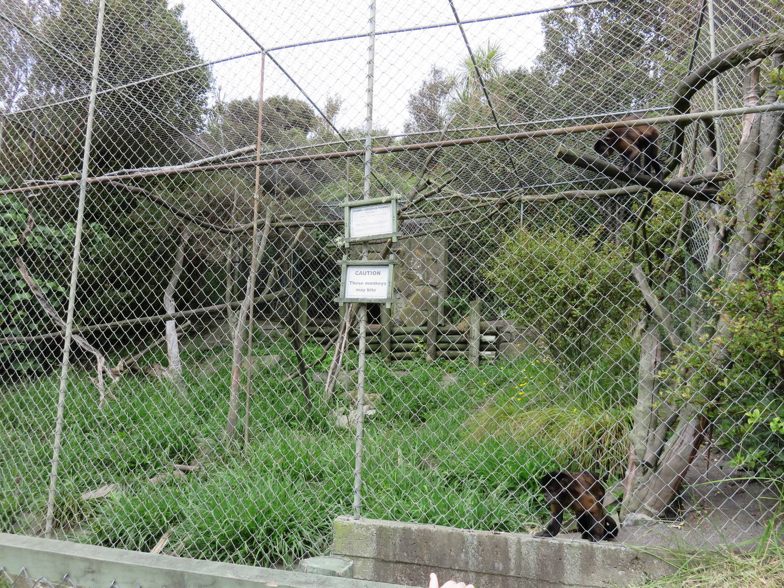 Capuchin Exhibit at Ti Point Reptile Park