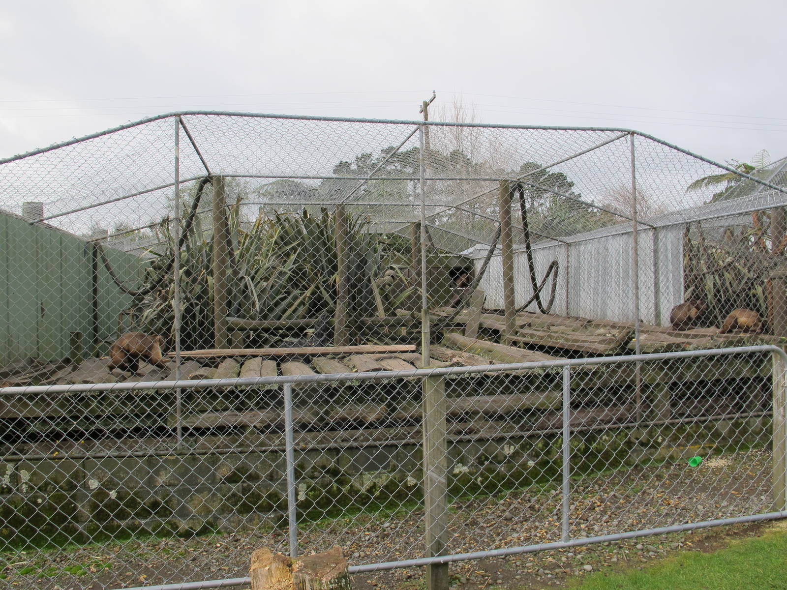 Capuchin Exhibit - Pouakai Zoo