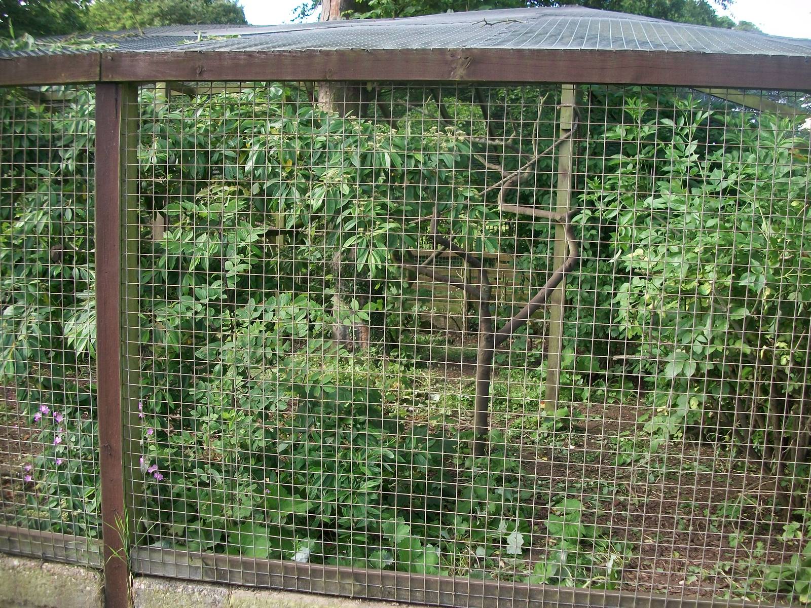 Capuchin exhibit pruned, 13th June 2014