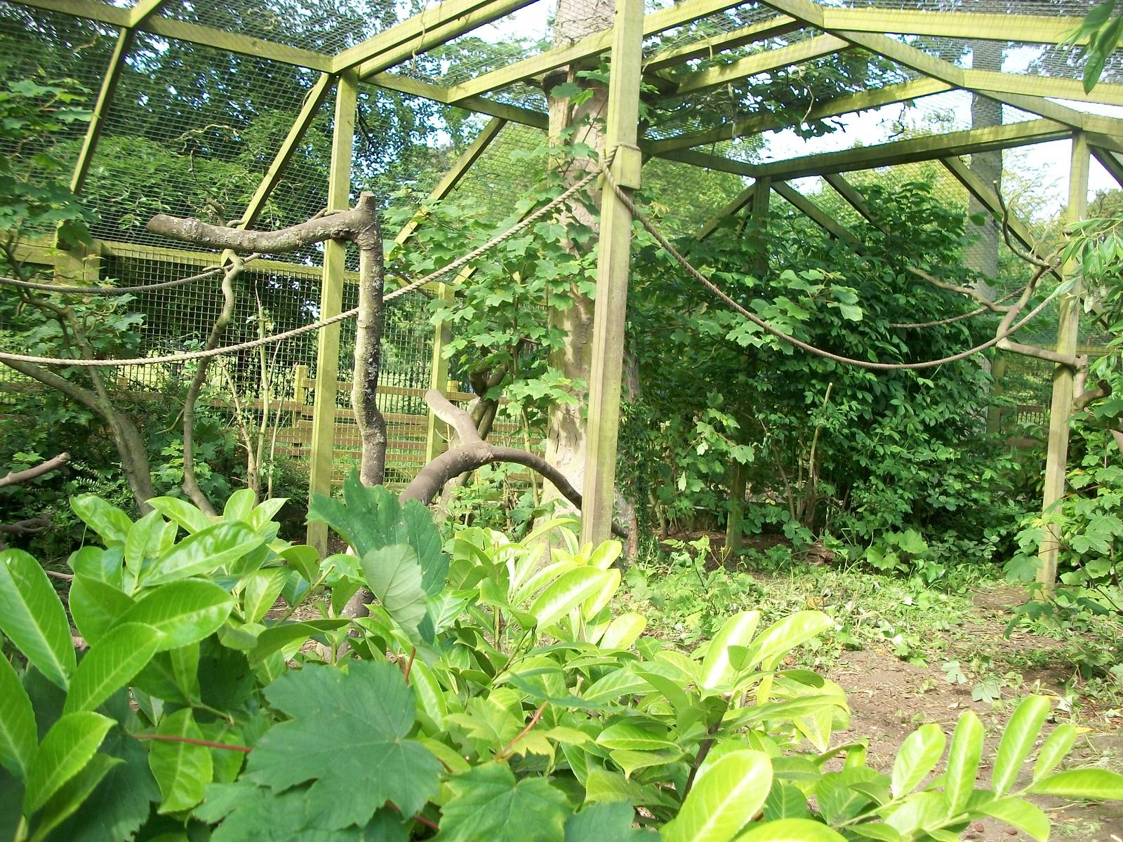 Capuchin exhibit pruned, 13th June 2014