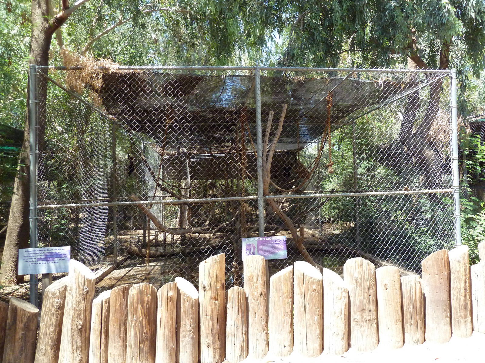 Capuchin Exhibit