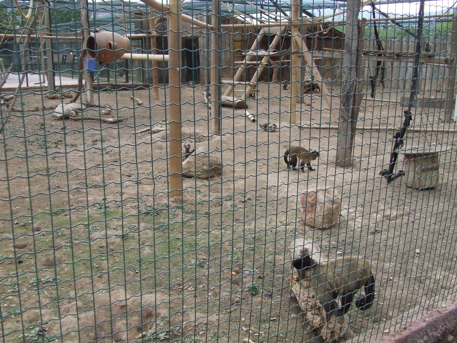 Capuchin exhibit