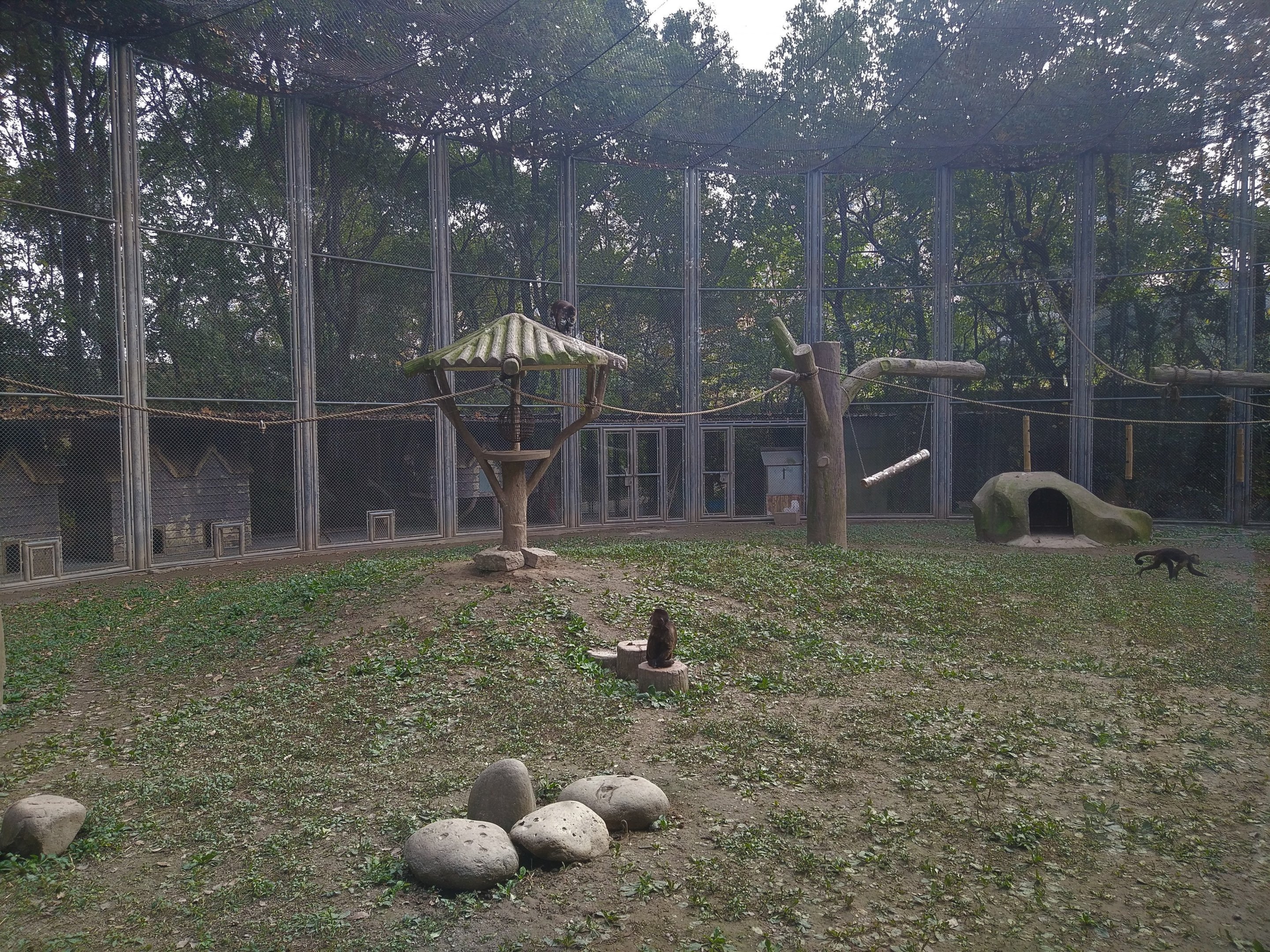 Capuchin Exhibit